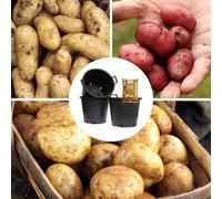 YouGarden Patio Potato Collection 18 Tubers Multi
