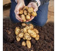 Yougarden Potato Growing Selection, Grow Your Own Potatoes, Three Seed Potato Varieties, Three Large 30L Heavy Duty Garden Pots Pl