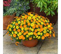 YouGarden Power Daisy Yellow and Tango set of 6 plugs - Hardy Calendula