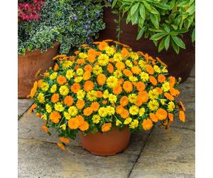 YouGarden Power Daisy Yellow and Tango set of 6 plugs - Hardy Calendula