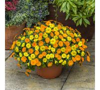 YouGarden Power Daisy Yellow & Tango jumbo plug plants x12