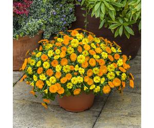 YouGarden Power Daisy Yellow & Tango jumbo plug plants x12