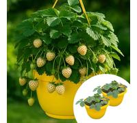 YouGarden Pre-Planted Strawberry Pineberry Hanging Baskets, Pair of 25cm Yellow Containers Filled With Established Plants, Ready To Grow and Display, Everbearing Fruit Plants