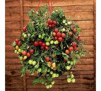 YouGarden Pre-Planted Tumbling Tom Mix Hanging Baskets, Set Of Two 25cm Baskets, Ready To Hang Cherry Tomato Display