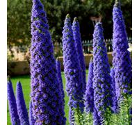 YouGarden Pride of Madeira Echium 2L pot