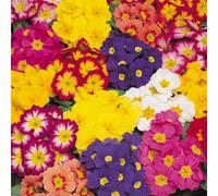 YouGarden Primrose 'Bonelli' Garden Ready Plants x20 BI COLOUR
