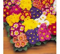 Yougarden Primrose Bonelli Mix Garden Ready Plants X30