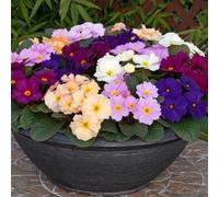 Yougarden Primrose 'obsidian Mixed', 20 X Garden Ready Plants, Winter Spring Colour, Dark Foliage Blooms