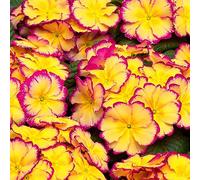 YouGarden Primrose 'Scentsation Rhubarb & Custard', 10 x Garden Ready Plants, Winter to Spring Colour, Ready to Plant