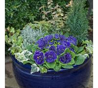 Yougarden Primula 'belarina' Mixed, 6 X Plug Plants, Double Spring Flowers, Patio Pots Perennial Colour