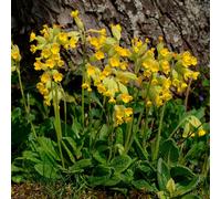 YouGarden Primula Veris (Cowslip) in 9cm pots x3
