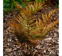 Yougarden Prolific Copper Shield Fern, 1 X 2 Litre Pot, Evergreen Hardy Plant, Colour Changing Fronds, Great For Shade