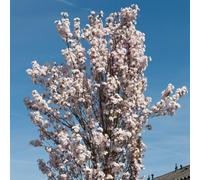 YouGarden - Prunus ‘Amanogawa’ Cherry Blossom Tree Established Tree in 5L Pot