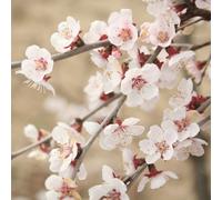 YouGarden Prunus incisa Kojo-no- Mai in 3L pot