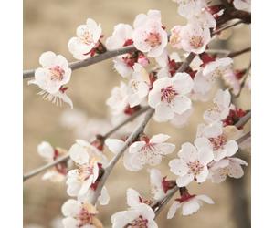 YouGarden Prunus incisa Kojo-no- Mai in 3L pot
