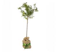 YouGarden Flowering Cherry Tree Prunus 'Kojo-no-Mai' Standard, 90cm Tall in 3L Pot, Established and Gift Wrapped Tree in Brown Hessian Bag with Green Fabric Bow, Ready to Plant or Gift