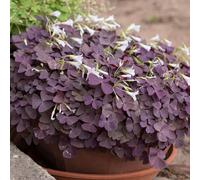 YouGarden Purple Shamrock in a 10.5cm pot