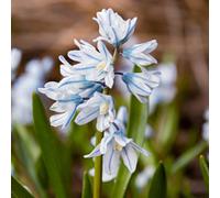 Yougarden Puschkinia Libanotica, 60 Bulbs Size 5/6, Spring Flowers, Ready To Plant, Garden Colour