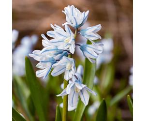YouGarden Puschkinia 'Libanotica' x60 Bulbs