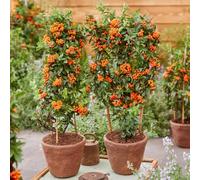 YouGarden Pyracantha 'Orange Star', Set of Three Established Plants in 9cm Pots, Ready to Plant, Thorn-free Shrubs with White Summer Flowers and Orange Autumn Berries