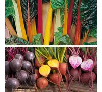 YouGarden Rainbow Vegetable Plug Plant Collection x12