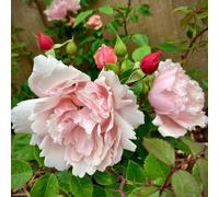 YouGarden Rambling Rose 'Albertine' 3L Pot