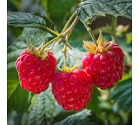 YouGarden Raspberry Long Cane x 10