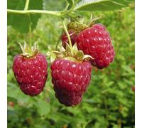 YouGarden Raspberry Primocane Autumn Bliss canes x 10