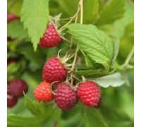 YouGarden Raspberry 'Twotimer Sugana Red', Established Plant in 1.7 Litre Pot, Dual Harvests of Large, Sweet Red Berries, Ideal for Gardens and Containers