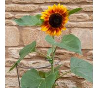 YouGarden Ready to Rust Spiral Steel Plant Supports x 5