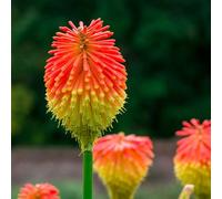 YouGarden Red Hot Poker, Kniphofia Uvaria, Set of Five Bare Roots, Ready to Plant, Dramatic Garden Flowers