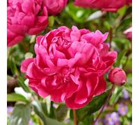 YouGarden 'Red Sarah Bernhardt' Bare Root Peony Plant Outdoor Garden Ready, Hardy Fragrant Spring Summer Flowering Perennial, Easy to Grow UK Garden Favourite, Grow in Borders, Beds and Pots