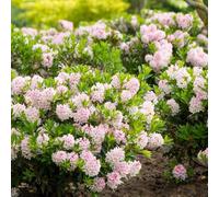 YouGarden Rhododendron 'Bloombux Light Pink', Set of Three Established Plants in 10.5cm Pots, Compact Evergreen Shrubs with Pale Pink Blooms, Ideal for Borders, Hedges, and Patio Pots