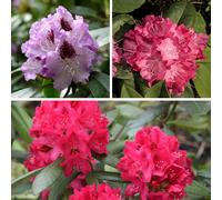 YouGarden Rhododendron Hybrid Collection 15cm x3 Colours