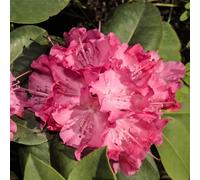YouGarden Rhododendron Hybrid 'Pink' in a 15cm Pot