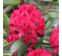 YouGarden Rhododendron 'Hybrid Red', Established Plant in 15cm Pot, Ready to Plant, Evergreen Shrub, Early Spring Flowering Plant