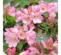 YouGarden Pink Rhododendron Hybrid Plant Pot 15cm - Size: 30 x 15 x 15cm - Multi - Wilko