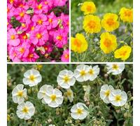 YouGarden Rock Rose Collection, 3 x Established Plants in 9cm Pots, Evergreen, Drought Tolerant, Colourful Groundcover, Sunny Gardens