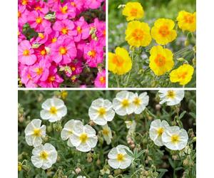 YouGarden Rock Rose Collection, 3 x Established Plants in 9cm Pots, Evergreen, Drought Tolerant, Colourful Groundcover, Sunny Gardens