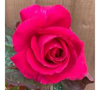 Yougarden Rose 'all My Loving', Gift Wrapped, Established Rose In 4 Litre Pot, Ready To Plant