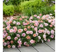 YouGarden Rose 'Amirose', 3 x Compact Colour Changing 14cm Potted Roses, Scented Persica Hybrid, Garden Ready Plants