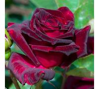 YouGarden Rose 'Black Baccara', Established Rose in 4L Pot, Ready For Planting, For Pots, Beds, and Borders