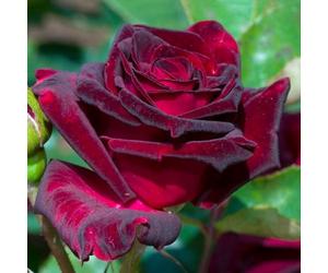 YouGarden Rose 'Black Baccara', Established Rose in 4L Pot, Ready For Planting, For Pots, Beds, and Borders
