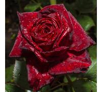 Yougarden Rose 'black Baccara', Gift Wrapped Established Rose In 4L Pot, Ready For Planting, For Pots, Beds, And Borders