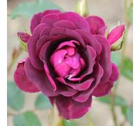 YouGarden Rose Burgundy Ice in 4 Litre Pot