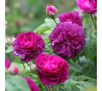 Yougarden Rose Cardinal De Richelieu, 1 X Bare Root, Compact Shrub Rose, Deep Purple Flowers, Fragrant Hardy Plant, Ready To Plant