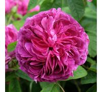 Yougarden Rose 'charles De Mills', 1 X Bare Root Shrub Rose, Large Magenta Flowers, Fragrant Hardy Plant, Ready To Plant Garden Co