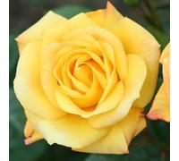 YouGarden Rose Climbing 'Arthur Bell' 3-4 Litre Potted