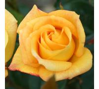 Yougarden Rose 'climbing Arthur Bell', Gift Wrapped 4 Litre Potted
