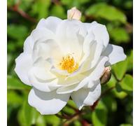 YouGarden Rose 'Climbing Iceberg' 3 Litre Pot